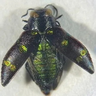 thumbnail for publication: Flatheaded Borers of the Genus Chrysobothris in Florida Blueberries (Insecta: Coleoptera: Buprestidae)